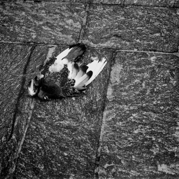 Pigeon, 2020