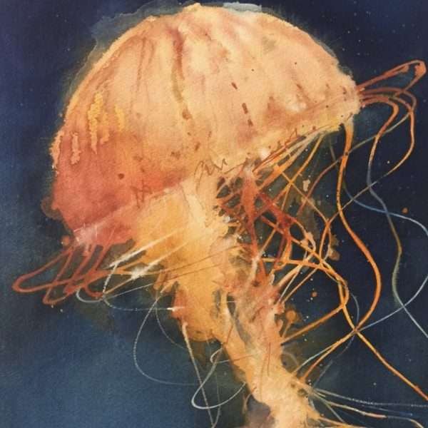 Jellyfish 1