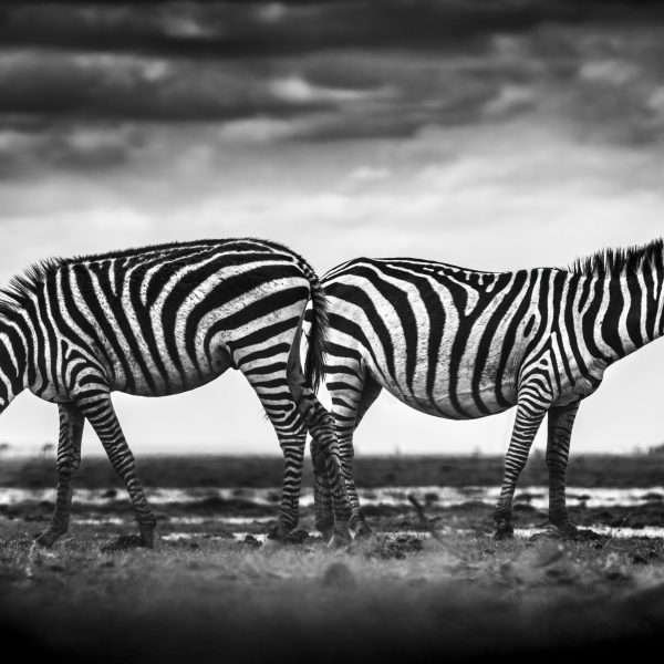 Stripes
