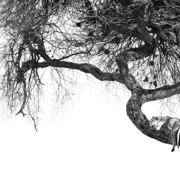 Resting lioness