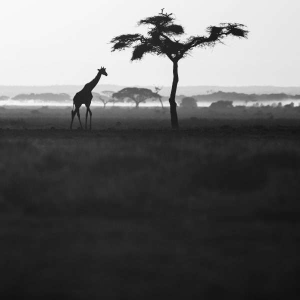 Giraffe & tree