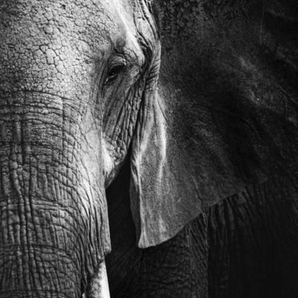 Matriarch