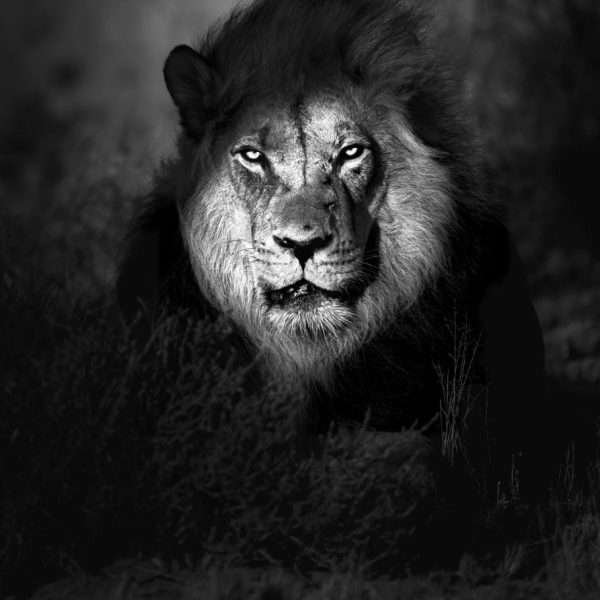 Primeval Stare