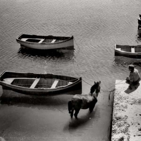 Bathing Horse