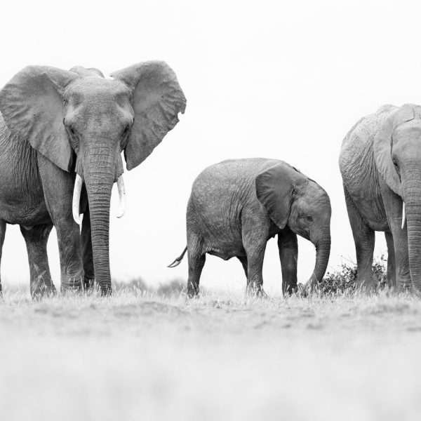 Kinship