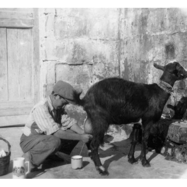 Goat Milking