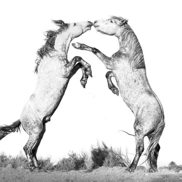 Kiss or Clash by Johan Siggesson. Image courtesy of the artist