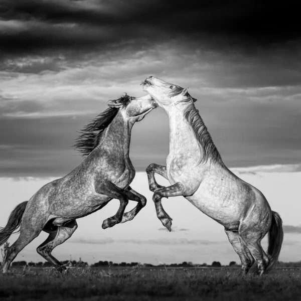 Dance of Dominance